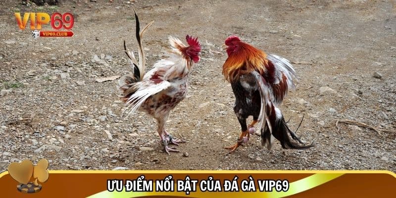 Đá Gà Vip69 - Đỉnh Cao Giải Trí Cho Đam Mê Gà Chiến 2 Ưu điểm nổi bật khi chơi đá gà Vip69