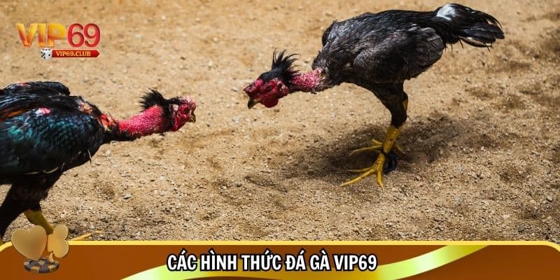 Đá Gà Vip69 - Đỉnh Cao Giải Trí Cho Đam Mê Gà Chiến 3 Những hình thức đá gà Vip69