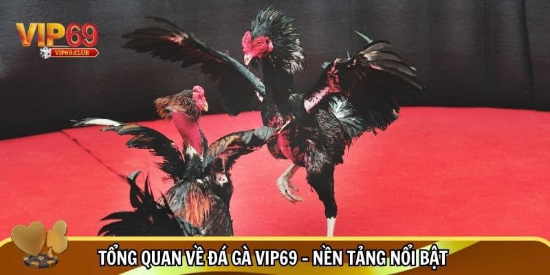 Vip69 là nền tảng nổi bật trong làng đá gà online
